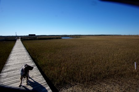 English Setter in the Low Country