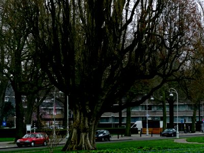 2013.04 - 'A view on a huge urban poplar tree in early Spring', on the corner of Appollolaan and Breitnerstraat, in district Old-South, city Amsterdam - urban photography, Fons Heijnsbroek