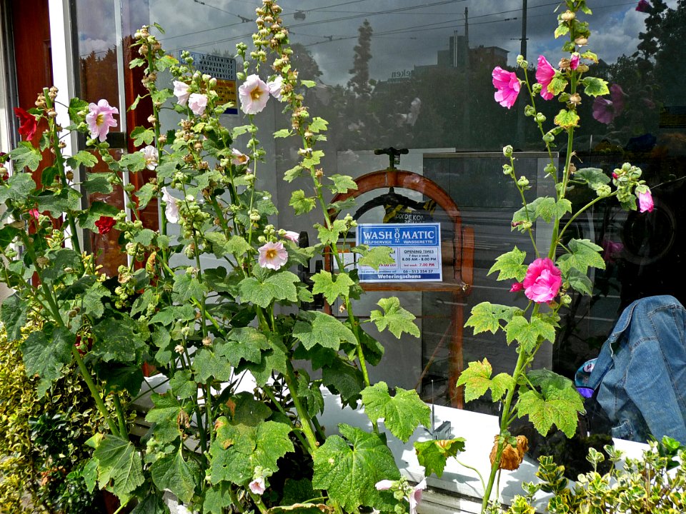2009.07 - 'Urban Nature: flowers', flourishing hollyhocks in front of the laundry shop-window - in the street Weteringsschans, Summer Amsterdam; Dutch photo - urban photography by Fons Heijnsbroek, The Netherlands - #Flickr12Days photo