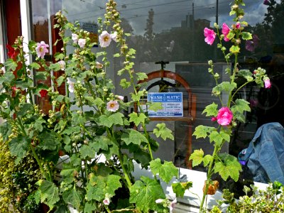 2009.07 - 'Urban Nature: flowers', flourishing hollyhocks in front of the laundry shop-window - in the street Weteringsschans, Summer Amsterdam; Dutch photo - urban photography by Fons Heijnsbroek, The Netherlands - #Flickr12Days