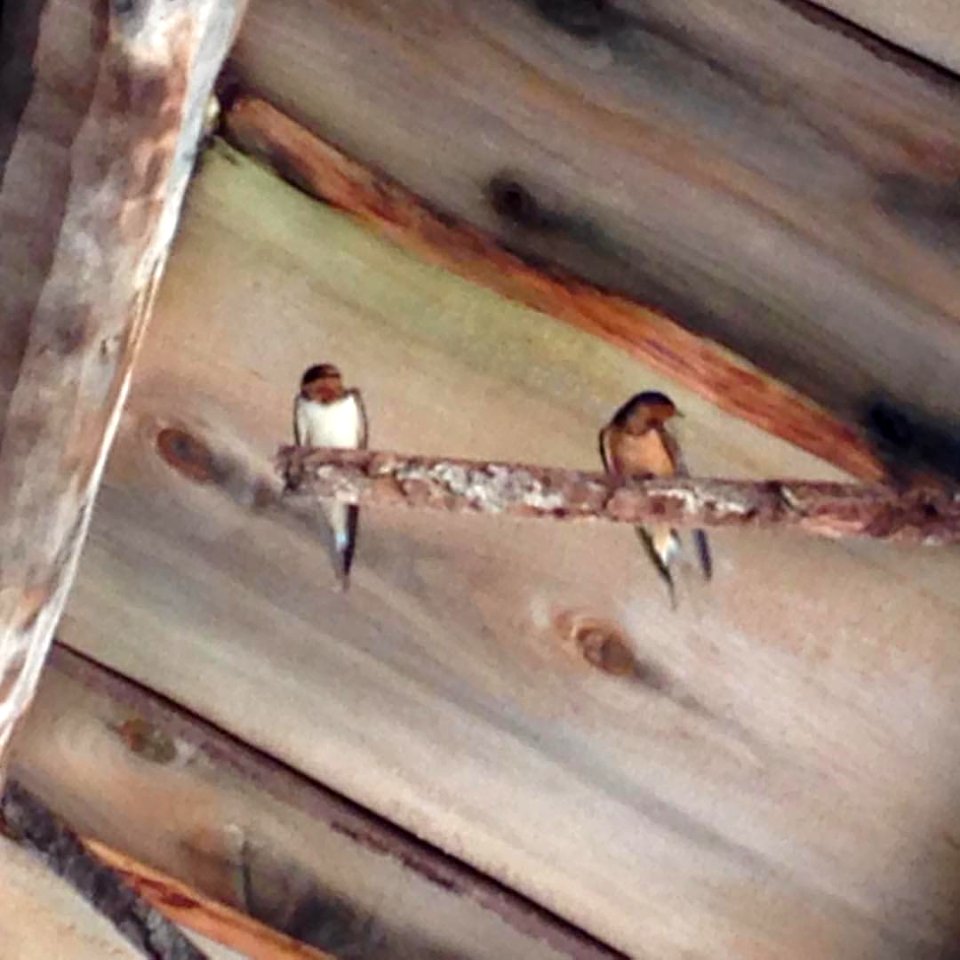 Barn Swallows hanging out in the casting shed