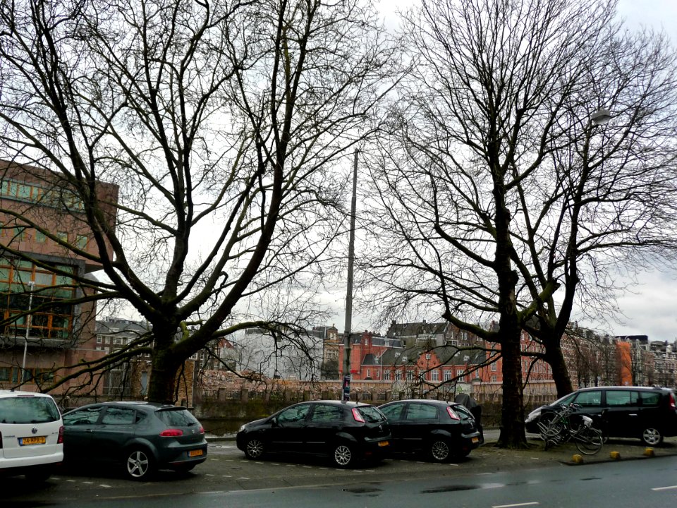 2013.04 - 'Portrait of two winter plane trees along the canal-street', photo in Amsterdam, The Netherlandas in Spring, photographer Fons Heijnsbroek