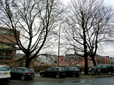 2013.04 - 'Portrait of two winter plane trees along the canal-street', photo in Amsterdam, The Netherlandas in Spring, photographer Fons Heijnsbroek photo