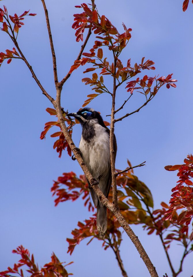 Honeyeater olive white photo