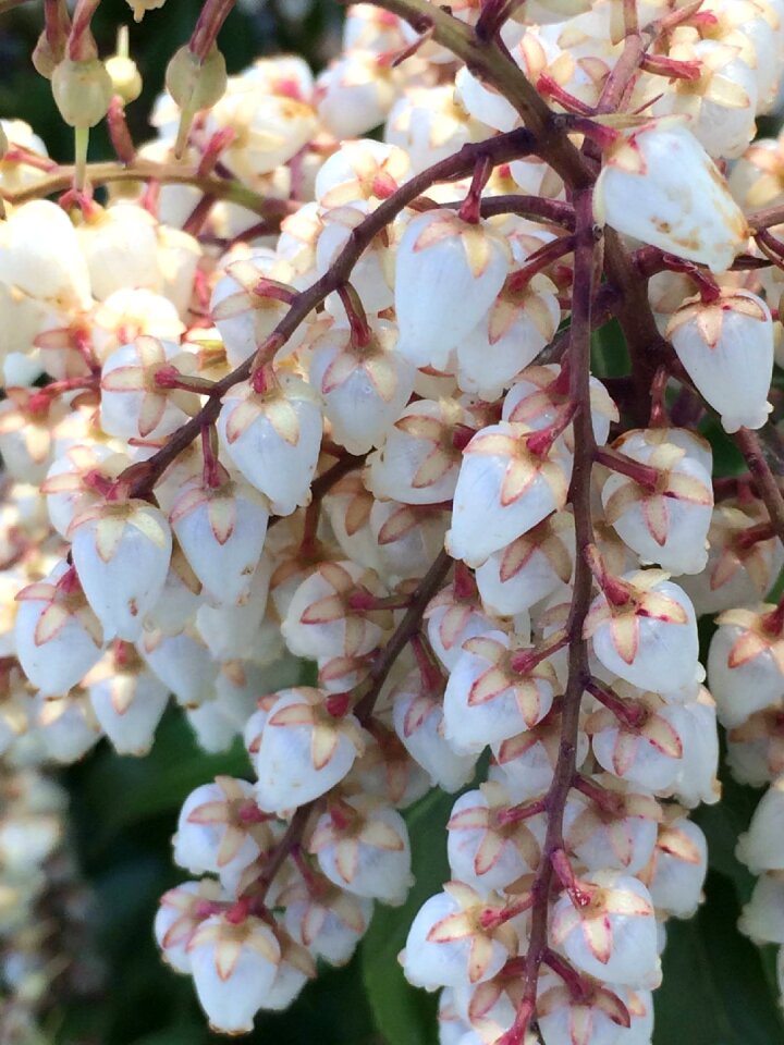 Spring new england first images