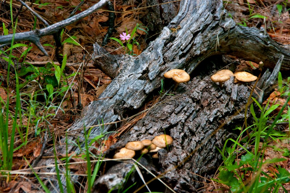 Kelsey Trail No. 3