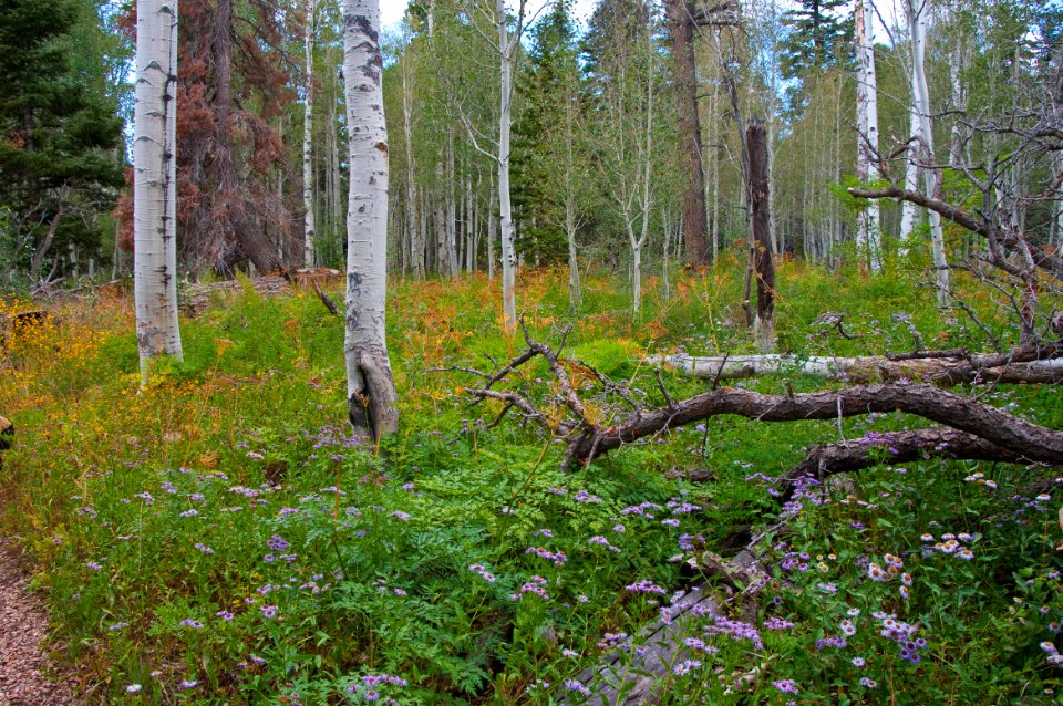 Kaibab Plateau Trail 101