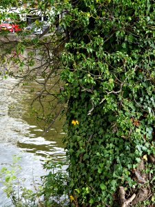 Ivy is climbing the tree bark, along the canal Nieuwe Herengracht in Amsterdam city photo