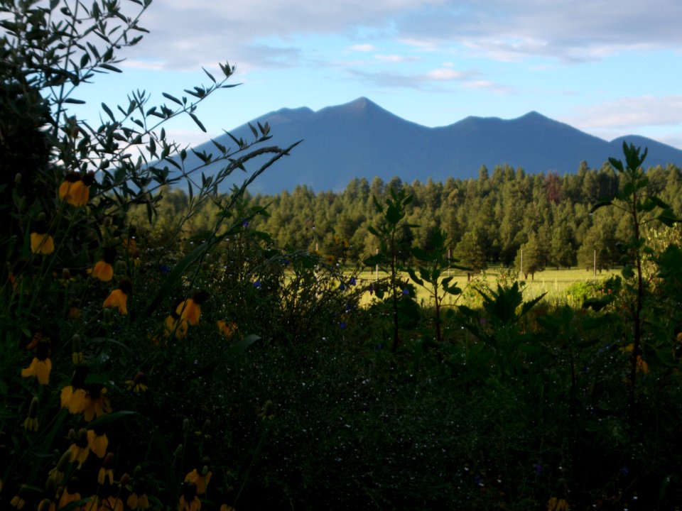 The Arboretum at Flagstaff