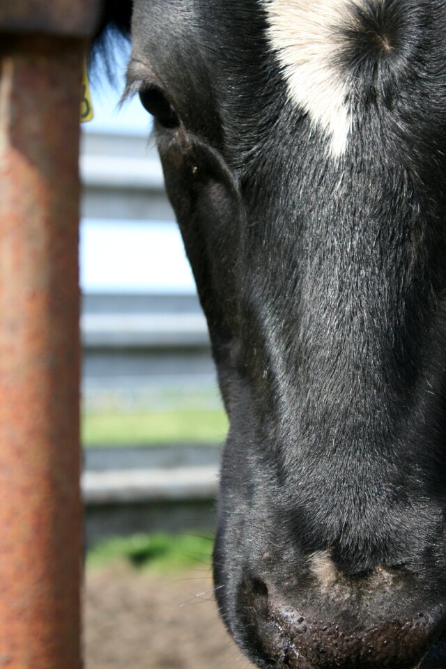 Agriculture milk cow milk production