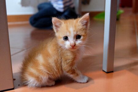 Domestic cat puppy small cat