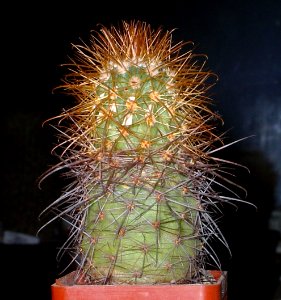 Parodia crucinigricentra SL45a [Author PTKS Public Domain]