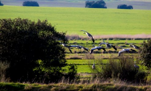 Esteparias ZEPA alto Guadiato