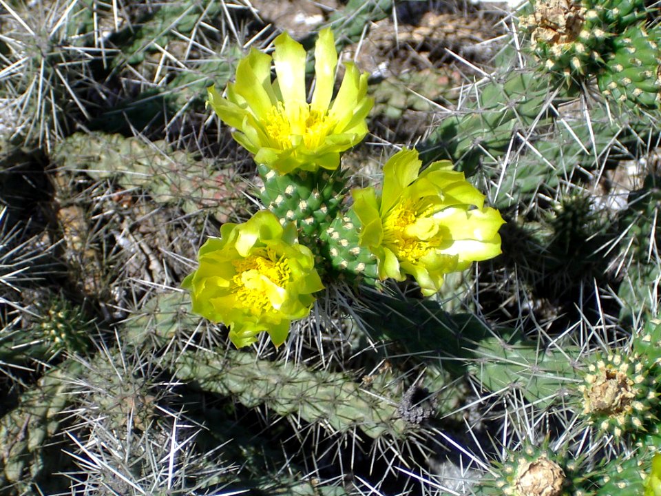 Opuntia  mrozoodporna [Author PTKS Public Domain]
