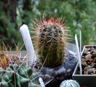 Sclerocactus parviflorus [Author PTKS Public Domain]