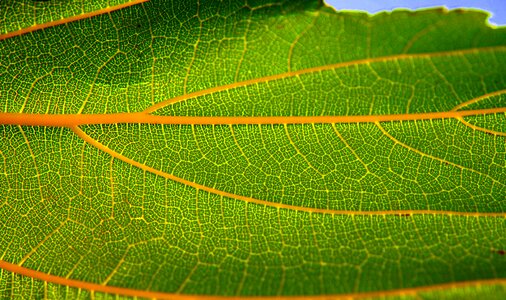 Autumn leaf summer leaf nature