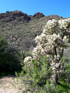 Superstitions: Boulder Canyon photo