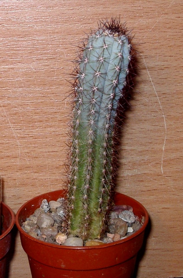 Cipocereus bradei [Author PTKS Public Domain]