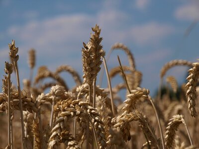 Wheat field agriculture