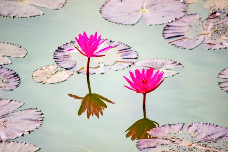 Lotus at Lal Bagh photo