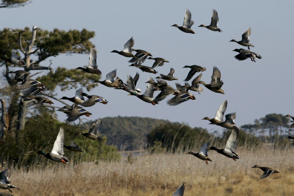 Wildlife waterfowl wild