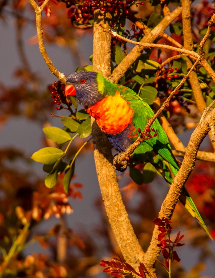 Bird australian wild
