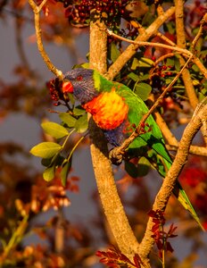 Bird australian wild