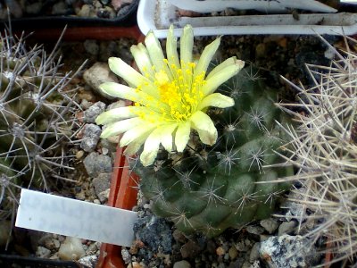 Eriosyce taltalensis 'flaviflorus' [Author PTKS Public Domain]