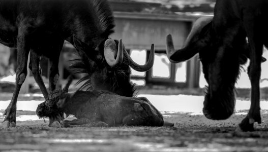 Parto en el zoo de Córdoba