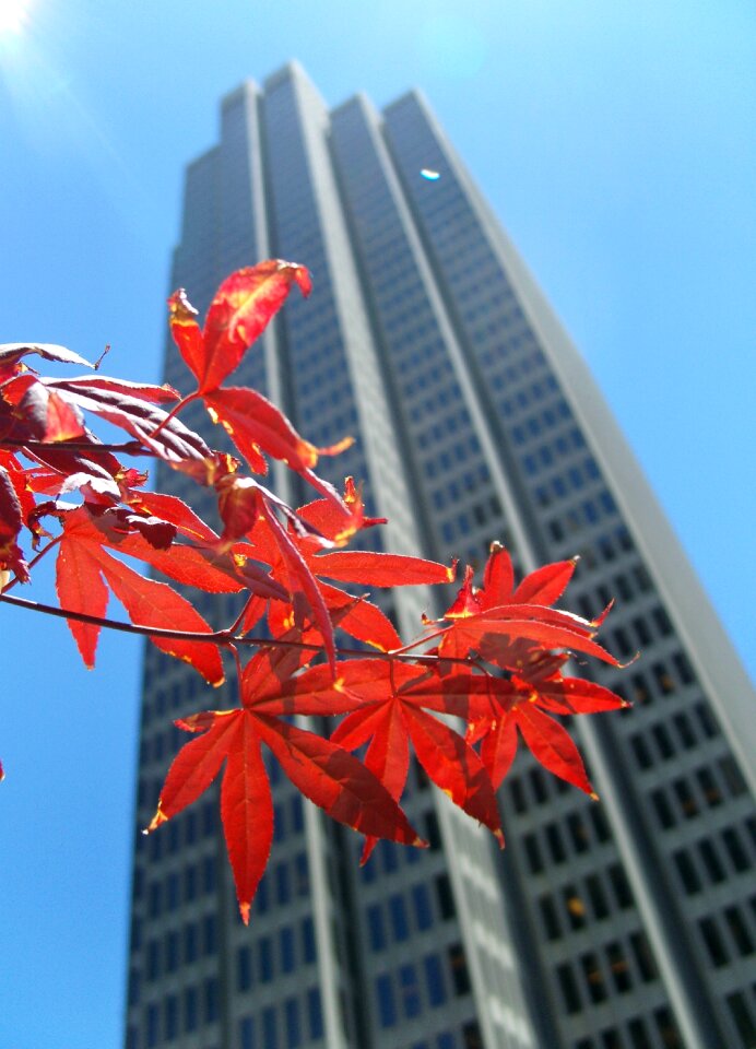 Autumn fall foliage branch