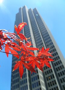 Autumn fall foliage branch