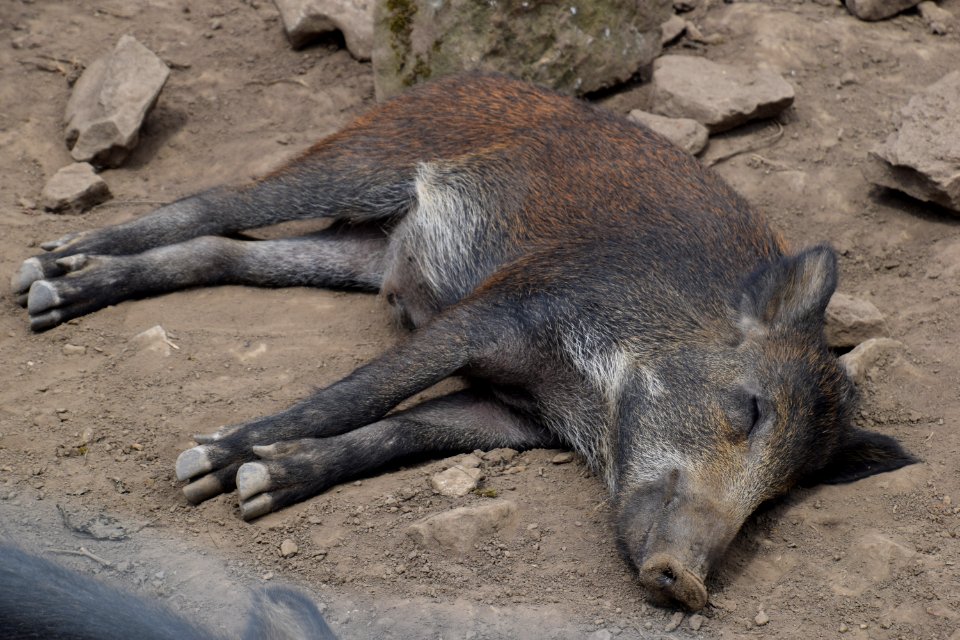 Wild boar has a kip photo