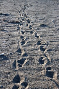 Trail passage beach photo