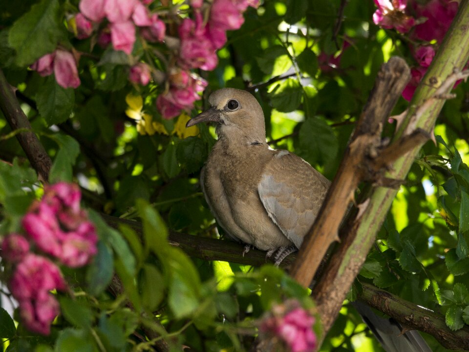 Rosebush young garden