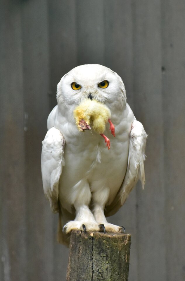 Owl enclosure animal