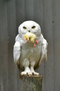 Owl enclosure animal