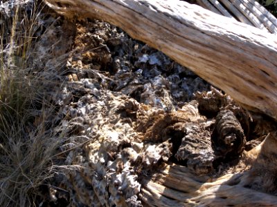 Superstition Wilderness photo