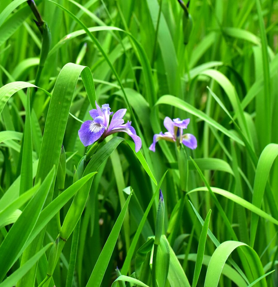 Blue hope beautiful