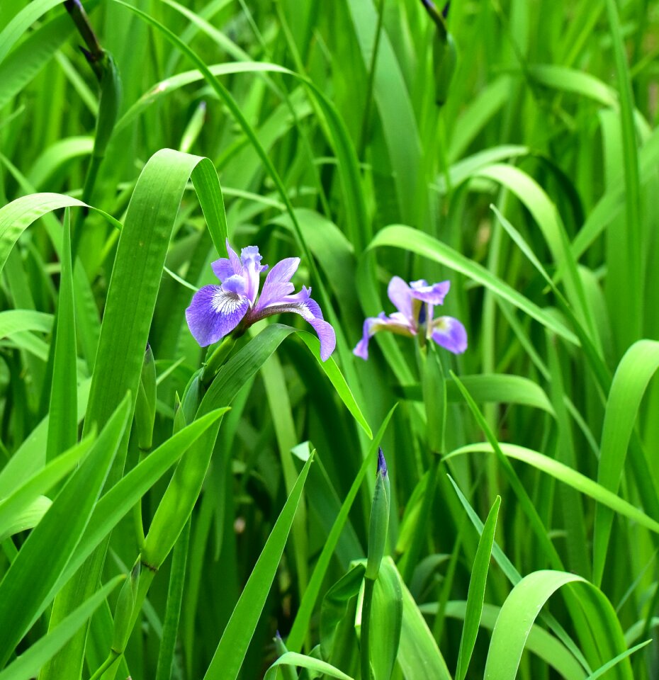 Blue hope beautiful photo