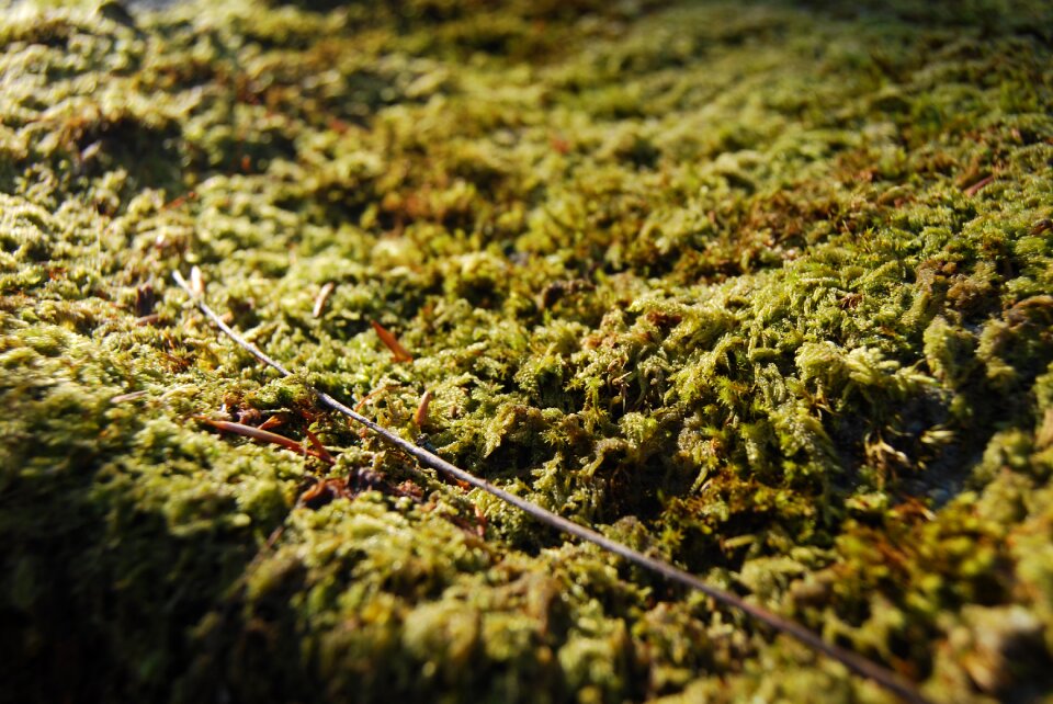Green garden plant