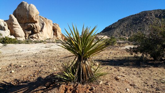 Dry arid cactus photo