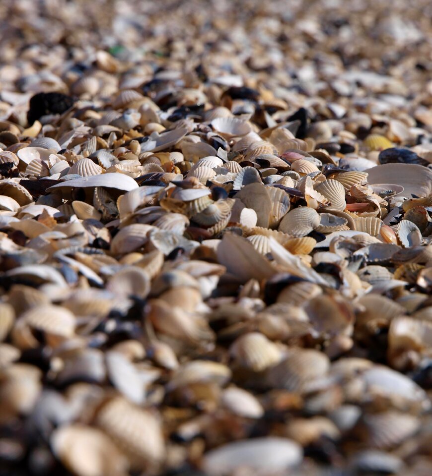 Beach mussel shells sea