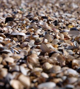 Beach mussel shells sea