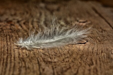 White dirty wood floor