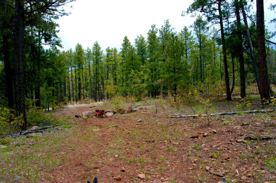 Dorsey Trail No. 7