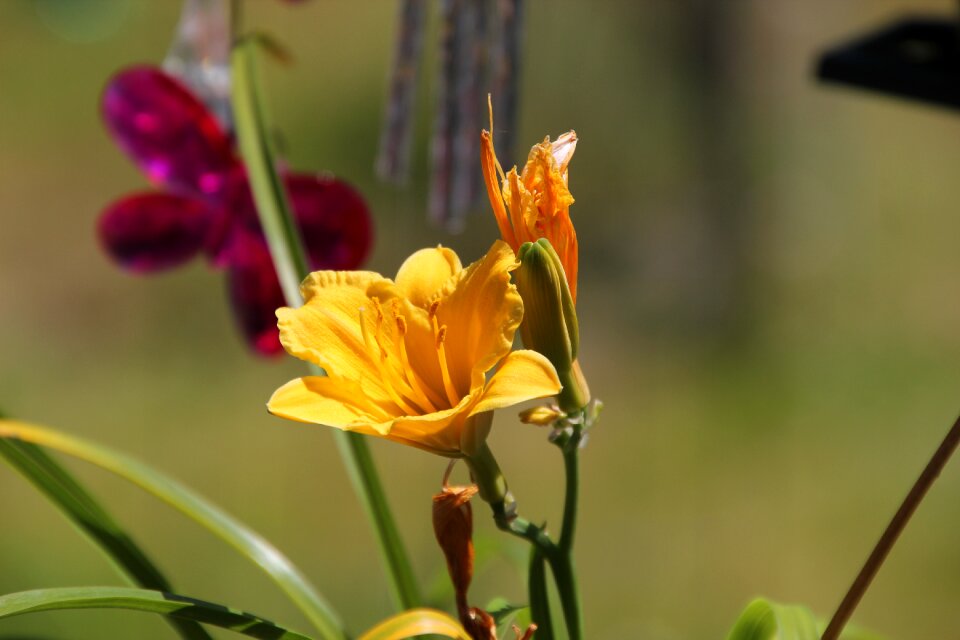 Floral blossom plant