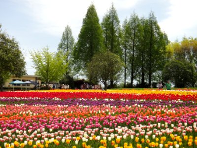 世羅高原農場