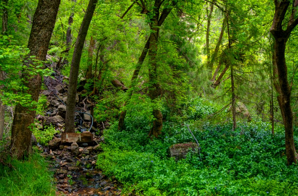 Little L.O. Trail No. 6