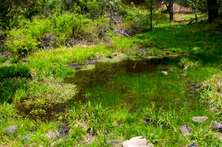 Dorsey Spring