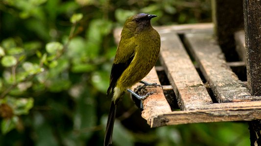 The New Zealand Bellbird/Korimako photo